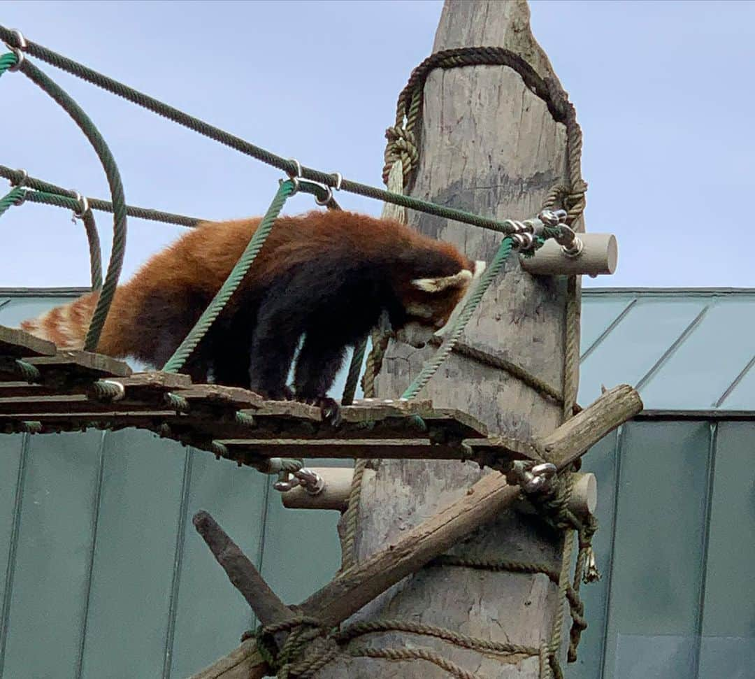 内木志さんのインスタグラム写真 - (内木志Instagram)「北海道に行ってきました❄️ 旭山動物園に行って、いろんな動物を見てきました🐿🐇🦌🦛🦒🐅🐆🐍🐺🐗🦅🐒🐻🦊🦁🦚🦝 写真フォルダが動物達で溢れてるので2枚目から載せますね💕 1枚目は顔パネルにしっかりはめる22歳です🤣 #北海道 #北海道旅行  #旭山動物園 #動物園  #あざらし #動物」10月15日 23時57分 - cocoro_naiki