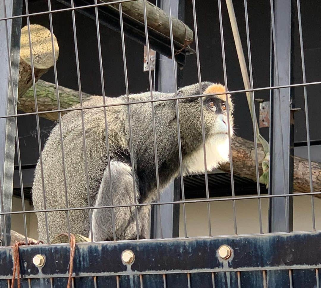 内木志さんのインスタグラム写真 - (内木志Instagram)「北海道に行ってきました❄️ 旭山動物園に行って、いろんな動物を見てきました🐿🐇🦌🦛🦒🐅🐆🐍🐺🐗🦅🐒🐻🦊🦁🦚🦝 写真フォルダが動物達で溢れてるので2枚目から載せますね💕 1枚目は顔パネルにしっかりはめる22歳です🤣 #北海道 #北海道旅行  #旭山動物園 #動物園  #あざらし #動物」10月15日 23時57分 - cocoro_naiki