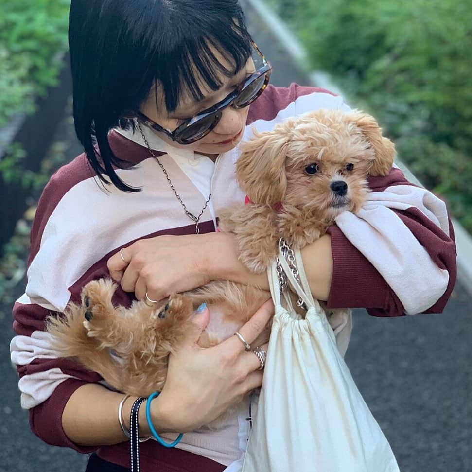 のインスタグラム：「こないだのコマニお外デビューのときの〜 慣れないお外にがくぶるで逆にかわいかた🐶🌼 それにしても今日は本当にとてもよい夜だたなぁ〜。 ポジティブになれることをたくさん言ってもらえて人生がんばろうって思えた日。ありがとう😢💕 #こないだのコマニとまにさん #見た目はまじで竜田揚げかトイプー #dog #チワニーズ #ペキプー #今日はとてもいい日だったなぁ」
