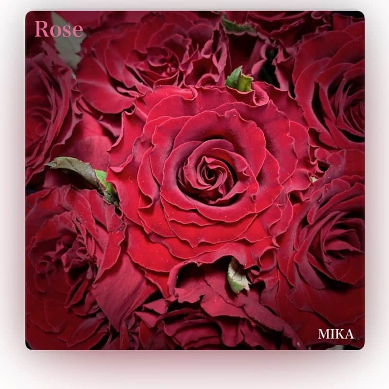 金子実加のインスタグラム：「MIKA 「Rose」 iTunes レコチョク配信スタート . レコチョク https://recochoku.jp/song/S1008439451/?affiliate=4299010893 . iTunes https://music.apple.com/jp/album/rose-single/1481035158 . . . . . . . . . . . . #バチェラージャパン #バチェラー #bachelor #バチェラーガール #金子実加 #チョコレートソムリエ #シンガー #インディーズ #作詞 #作曲 #歌手 #京都 #東京 #フランス #me #amazon #amazonprime #prime会員 #バチェラージャパンシーズン3 #音楽 #MIKA  #新曲 #レコチョク」