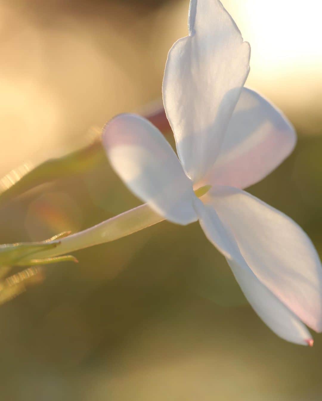 クリスチャンディオールさんのインスタグラム写真 - (クリスチャンディオールInstagram)「DIOR LES RÉCOLTES – JASMINE HARVEST The Jasmine of Grasse is a magical flower. At the end of the morning, when the pickers finish harvesting, there are no more flowers in the plantation, but it only takes one night for a new flower to bloom again. As pink buds bloom again, a white powerful field extends in profusion. #diorparfums #diorlesrécoltes #diorgrasse」10月16日 2時25分 - dior