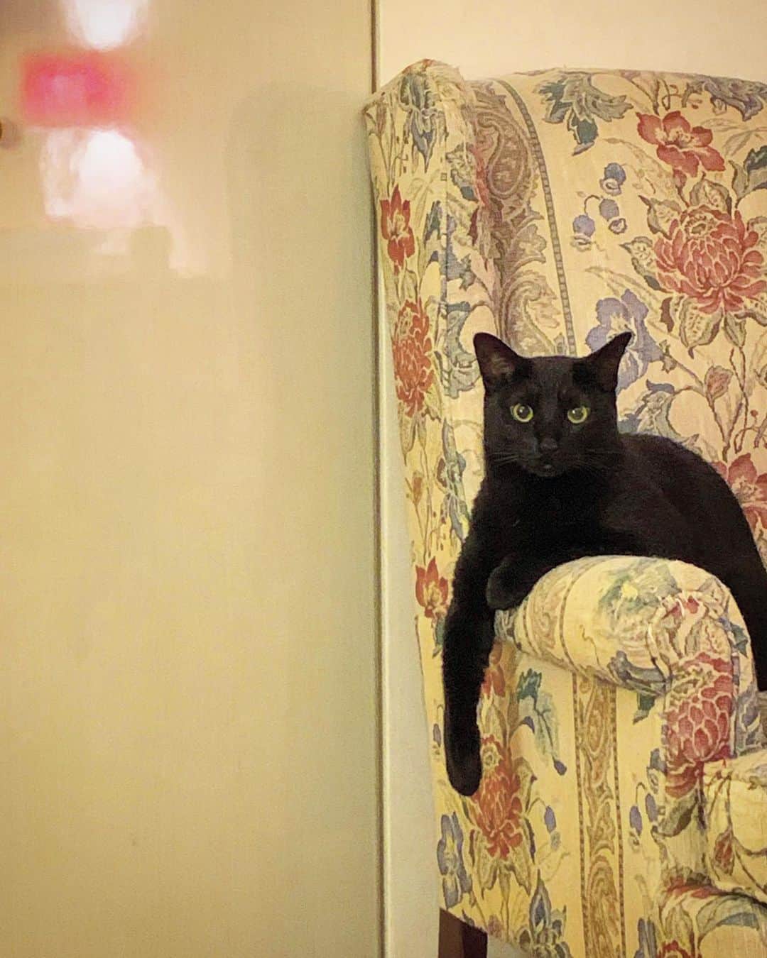 澤田友美さんのインスタグラム写真 - (澤田友美Instagram)「. ジジが何か言ってる。 . さぁ、なんだろか🤓 . . . #blackcat #飼い主」10月16日 4時15分 - tomomi__sawada