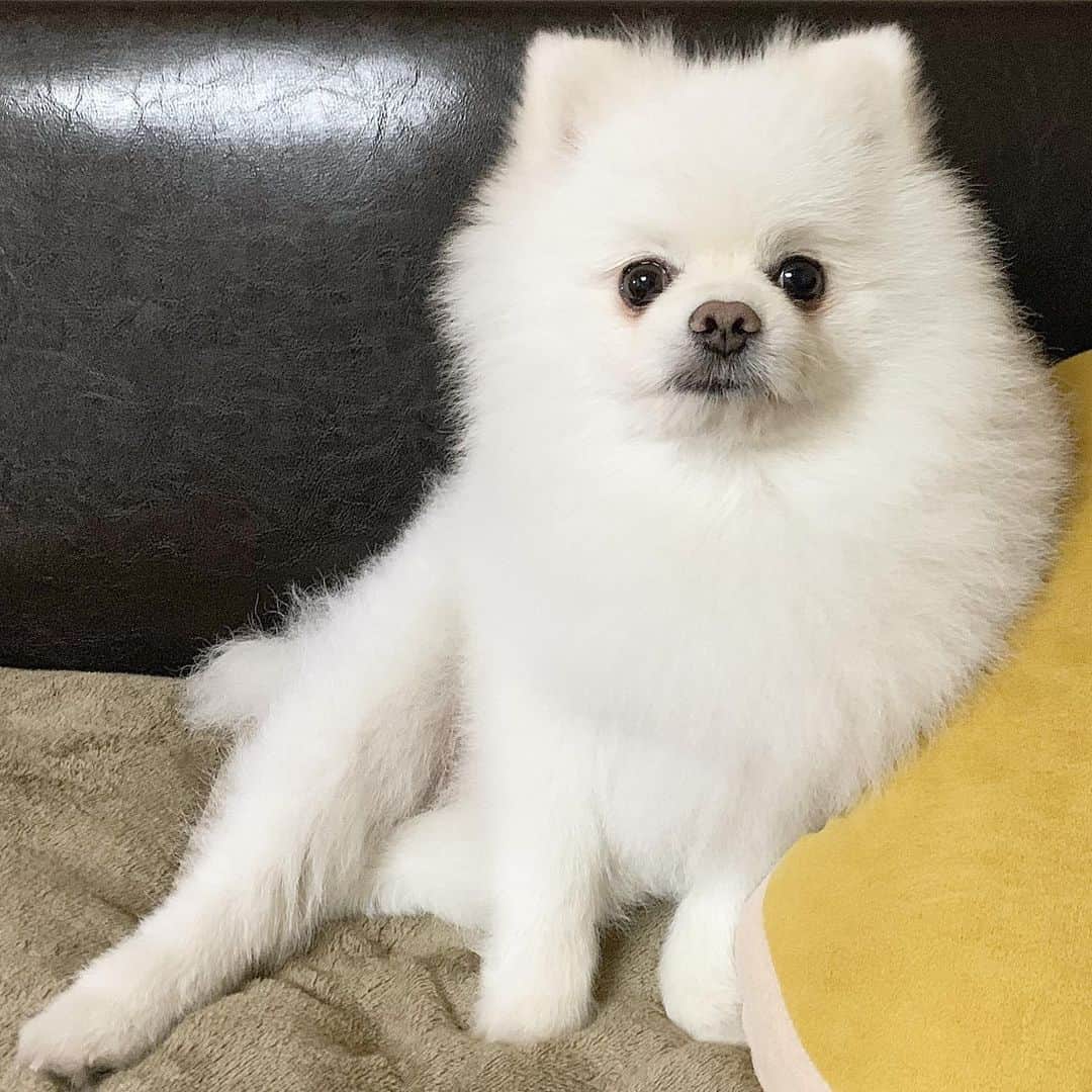 ニコちゃんのグルメインスタ