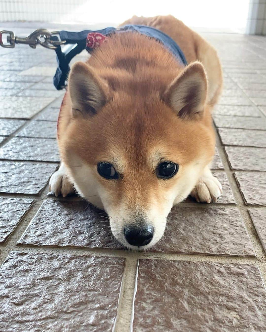 豆柴 サニーちゃんさんのインスタグラム写真 - (豆柴 サニーちゃんInstagram)「. . HELLO〜こんにちわん🐻😙🎶 . お家に帰りたくない さにたんと 口笛でカメラ目線をもらおうと 必死な飼い主😅 . . #上目遣い犬 #白目がちらり #変な音がする #お耳センサー発動中 #耳の動きがかわいい #下手くそな口笛 #お外大好き犬 . #柴犬#豆柴 #赤柴 #まめしばいぬ#まめしば#いぬのきもち#ふわもこ部 #サンデイ#サンデイいぬ組#anicas#shiba_snap #shibainu #shiba#mameshiba #豆柴サニーちゃん」10月16日 15時43分 - sunny_rei_32