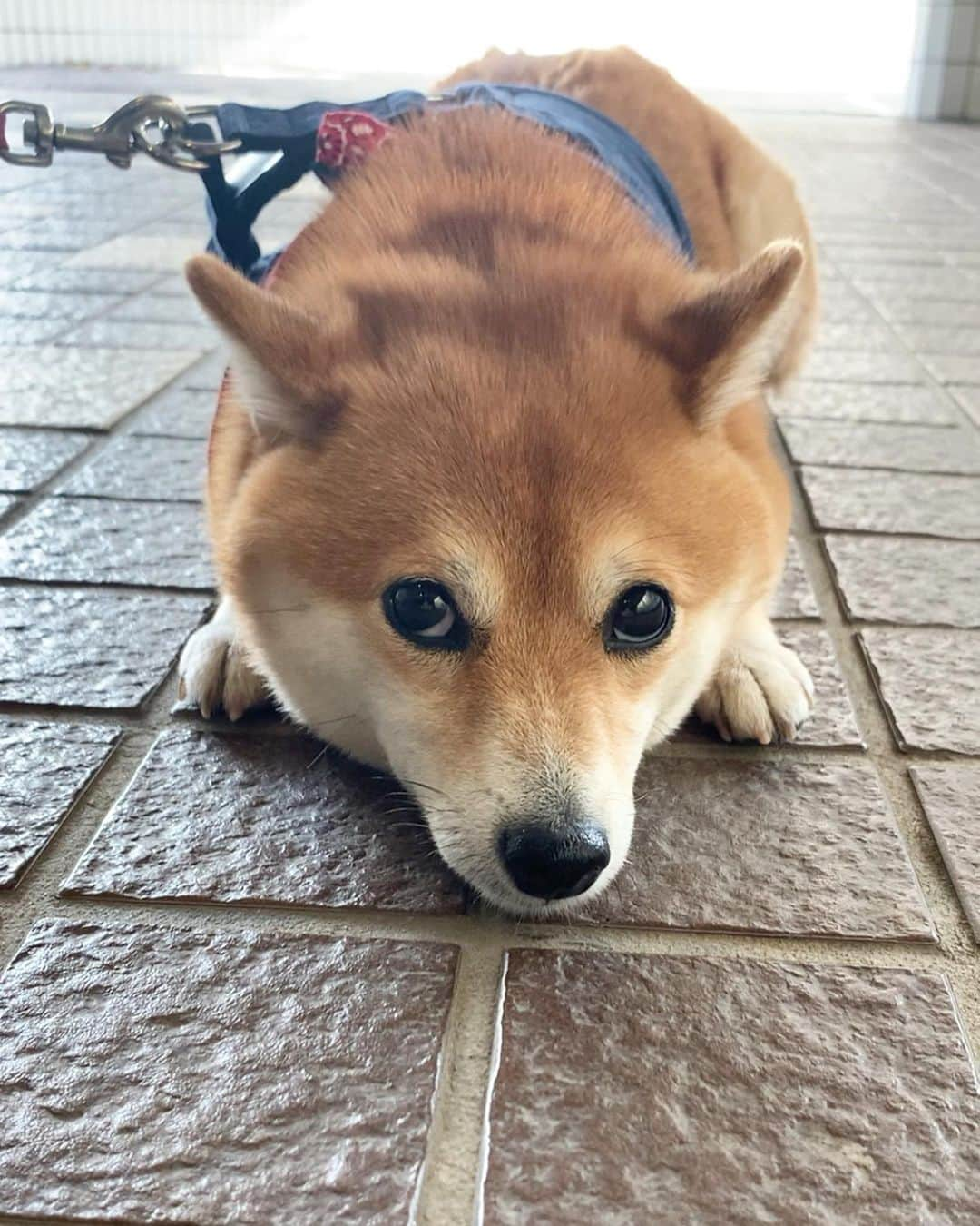 豆柴 サニーちゃんさんのインスタグラム写真 - (豆柴 サニーちゃんInstagram)「. . HELLO〜こんにちわん🐻😙🎶 . お家に帰りたくない さにたんと 口笛でカメラ目線をもらおうと 必死な飼い主😅 . . #上目遣い犬 #白目がちらり #変な音がする #お耳センサー発動中 #耳の動きがかわいい #下手くそな口笛 #お外大好き犬 . #柴犬#豆柴 #赤柴 #まめしばいぬ#まめしば#いぬのきもち#ふわもこ部 #サンデイ#サンデイいぬ組#anicas#shiba_snap #shibainu #shiba#mameshiba #豆柴サニーちゃん」10月16日 15時43分 - sunny_rei_32