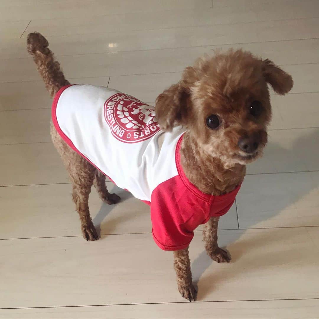 棚橋弘至さんのインスタグラム写真 - (棚橋弘至Instagram)「【 ハナ × #njpw = ヤング #toypoodle 】 #dogwear #comingsoon !」10月16日 16時01分 - hiroshi_tanahashi