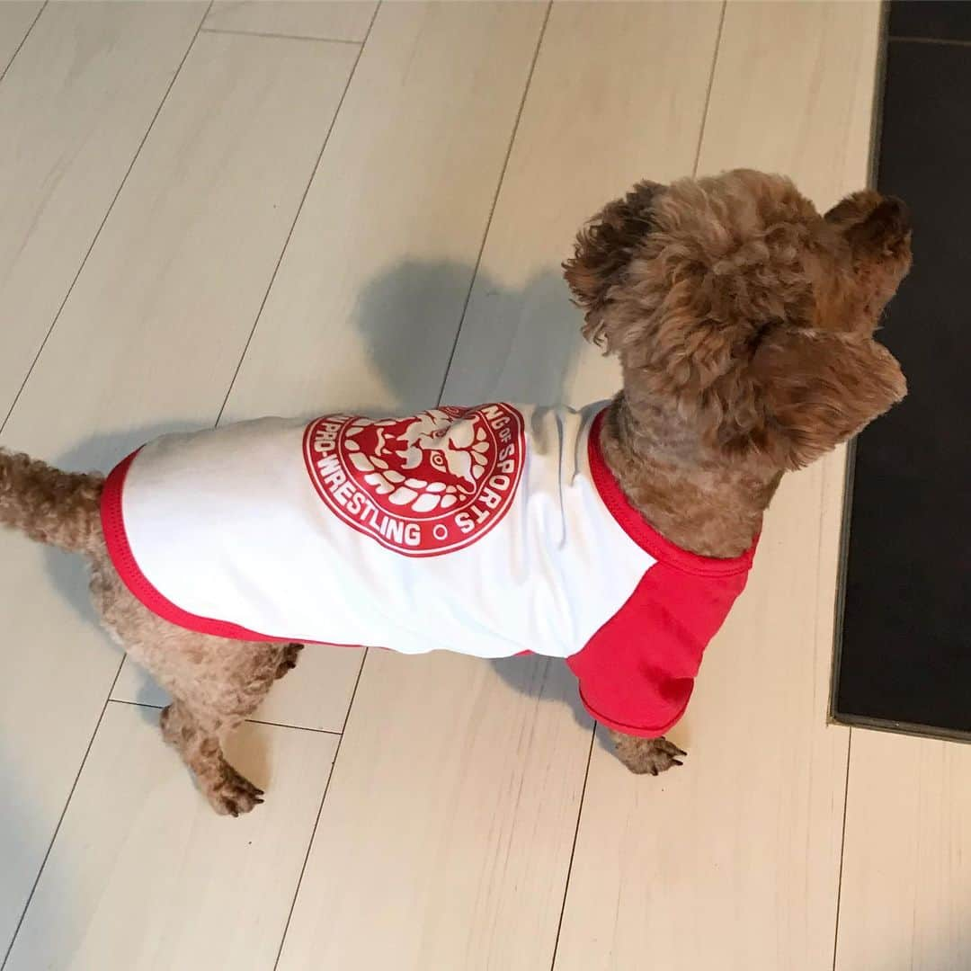 棚橋弘至さんのインスタグラム写真 - (棚橋弘至Instagram)「【 ハナ × #njpw = ヤング #toypoodle 】 #dogwear #comingsoon !」10月16日 16時01分 - hiroshi_tanahashi