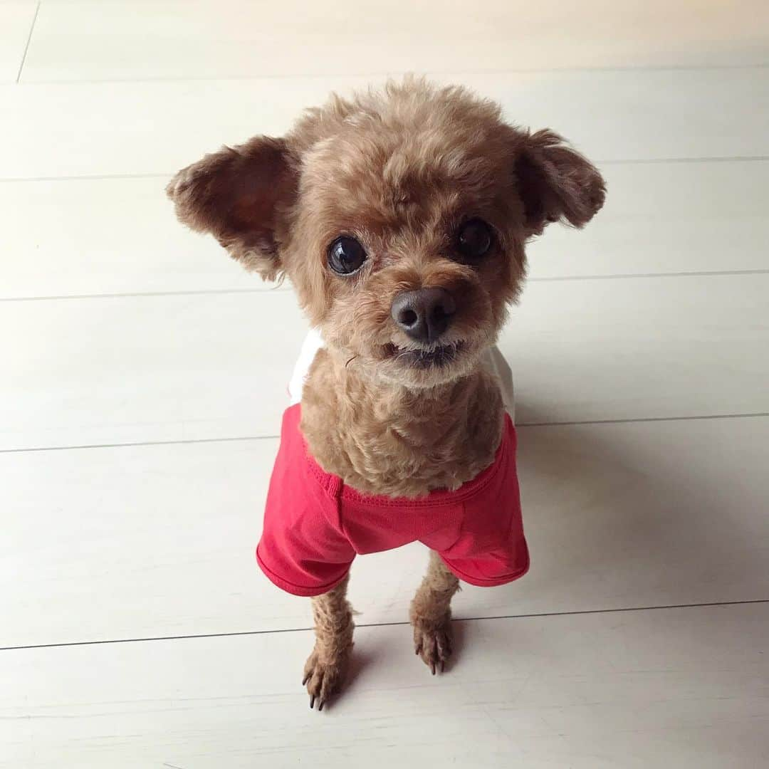 棚橋弘至さんのインスタグラム写真 - (棚橋弘至Instagram)「【 ハナ × #njpw = ヤング #toypoodle 】 #dogwear #comingsoon !」10月16日 16時01分 - hiroshi_tanahashi