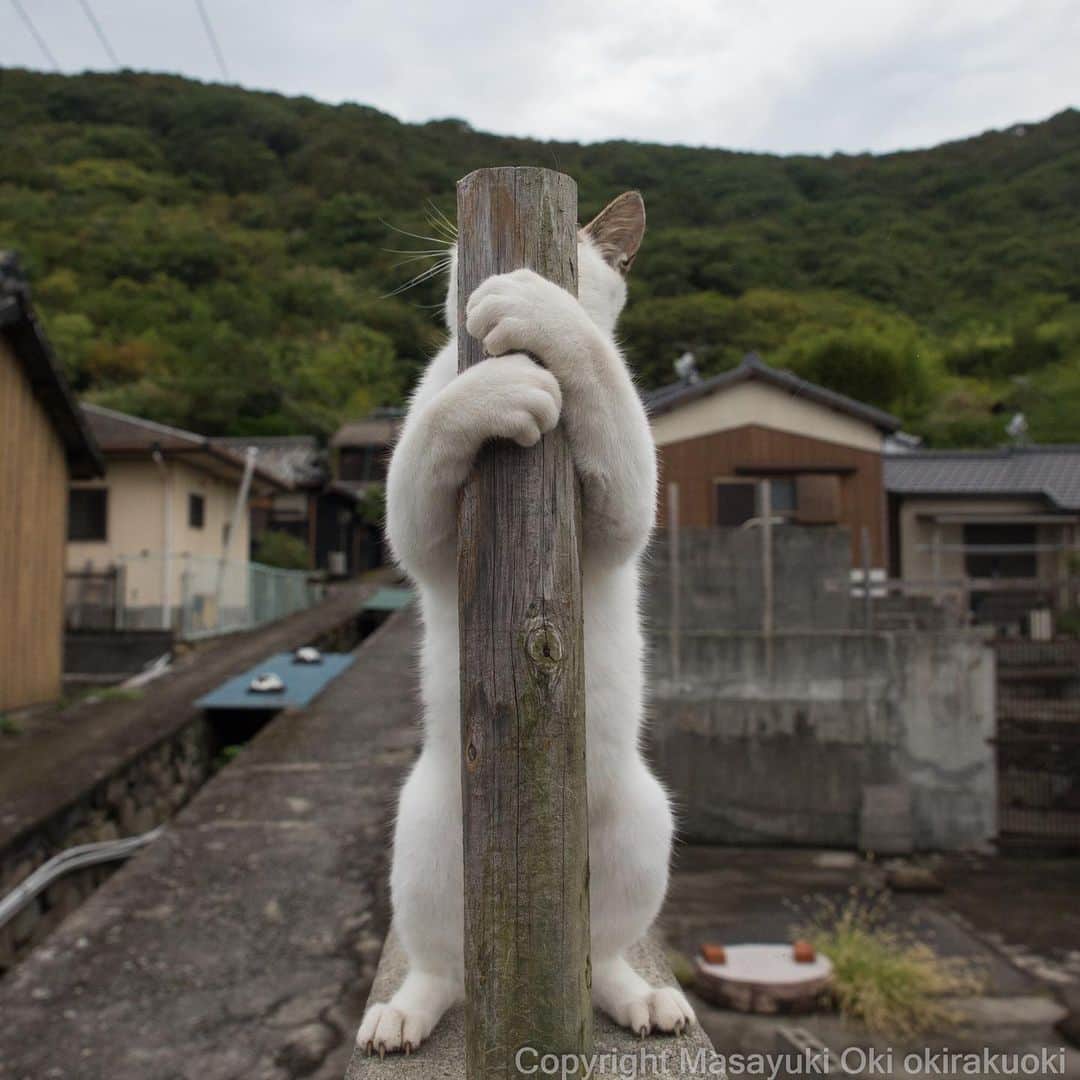Masayukiさんのインスタグラム写真 - (MasayukiInstagram)「ガシッとつかむ。  #cat #ねこ」10月16日 16時39分 - okirakuoki