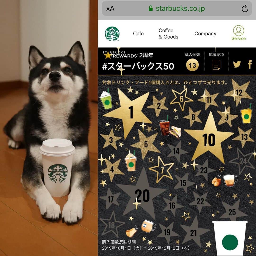 のインスタグラム：「☕️ STARBUCKS⭐️REWARDS 2周年記念 まんまと策略にハマってますwww #スターバックス50 #STARBUCKS⭐️REWARDS #starbuckscoffeejapan  #starbucks #starbuckscoffee #スタバ #スターバックス #スターバックスコーヒー #スターバックスコーヒージャパン #スタバ犬 #黒柴 #柴犬 #和犬 #日本犬 #モデル犬 #オファーお待ちしております」