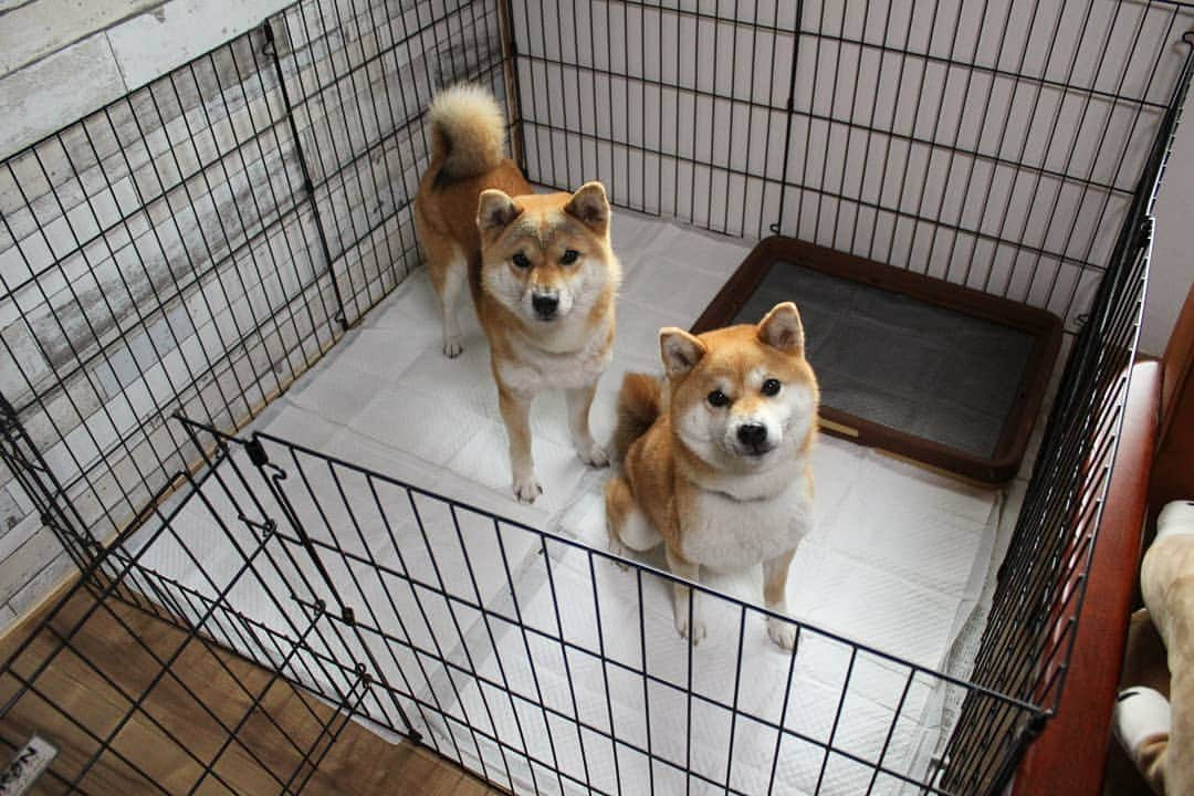 柴犬たま Shibainu Tamaのインスタグラム