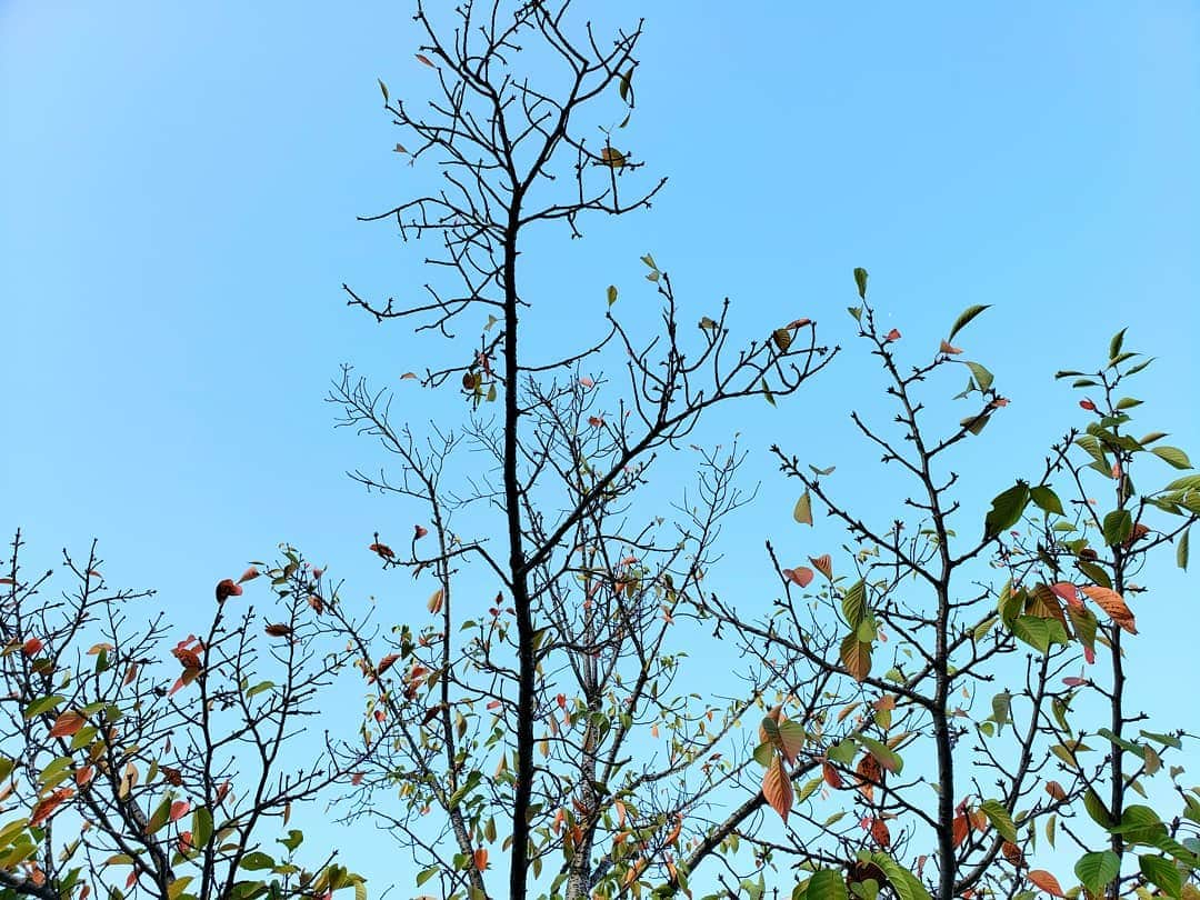 Shihoさんのインスタグラム写真 - (ShihoInstagram)「秋の色  #fall #tree #sky #picture #colorofautumn #秋」10月16日 12時20分 - fried_pride_shiho
