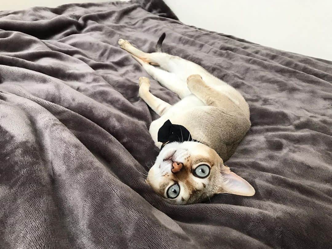 モルト♡Malt(Singapuracat)のインスタグラム：「白タイツ履いたおじさんが寝転がってる👯‍♂️ なんでこんなに下半身人っぽいのかね？ * 急に寒くなって慌てて掛け布団と毛布に布団乾燥機をかけると、秒で現れた白タイツおじさん。」
