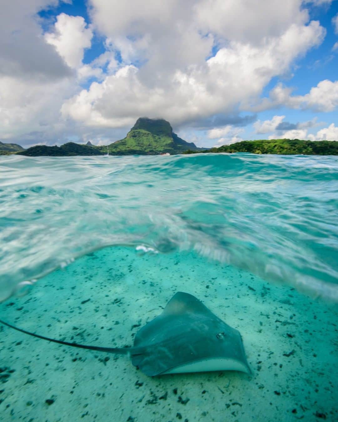 National Geographic Travelさんのインスタグラム写真 - (National Geographic TravelInstagram)「Photo by @jonathankingston | A stingray swims in the iconic waters of Bora-Bora, French Polynesia. A close cousin of sharks, stingrays have some amazing superpowers. Rather than using their eyes to hunt, they use electrical sensors to locate their next meal, which they then crush with insanely powerful jaws. Masters of camouflage, stingrays spend much of their time hiding on the ocean floor. If threatened, they use their venomous barbed tail as a weapon to discourage predators.  #borabora #frenchpolynesia #stingray #ocean」10月16日 13時09分 - natgeotravel