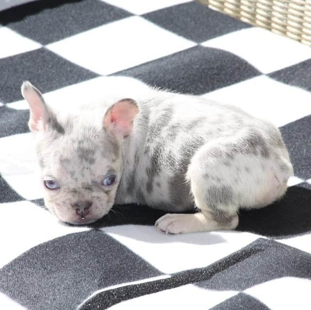 Oprahnbooのインスタグラム：「Lilac tri merle,  #dogs #doglovers #frenchbulldog #dogsoftheworld @dogfamily #dogsofinstagram #dogsofinsta #tag #share」