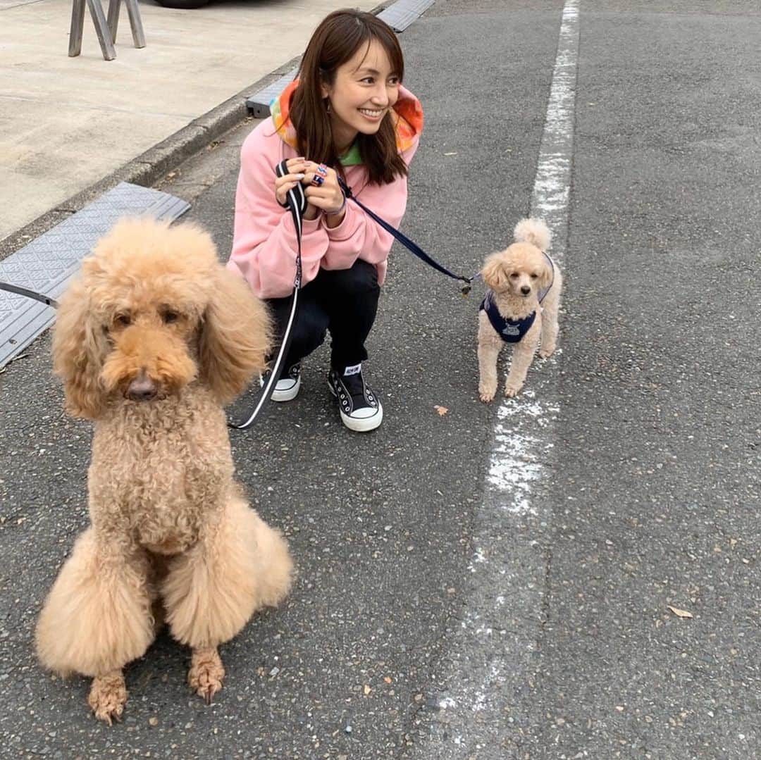 矢田亜希子さんのインスタグラム写真 - (矢田亜希子Instagram)「朝一散歩は寒かった。 #朝散歩#愛犬#犬友#トイプードル#スタンダードプードル#toypoodle #standardpoodle #toypoodleapricot#癒し#スタンダードプードルの中では小さめな女の子」10月16日 17時39分 - akiko_yada