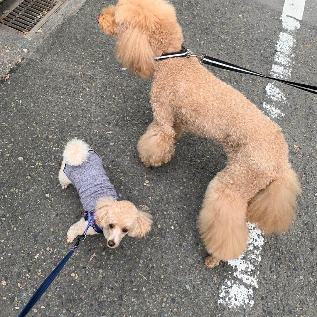 矢田亜希子さんのインスタグラム写真 - (矢田亜希子Instagram)「朝一散歩は寒かった。 #朝散歩#愛犬#犬友#トイプードル#スタンダードプードル#toypoodle #standardpoodle #toypoodleapricot#癒し#スタンダードプードルの中では小さめな女の子」10月16日 17時39分 - akiko_yada