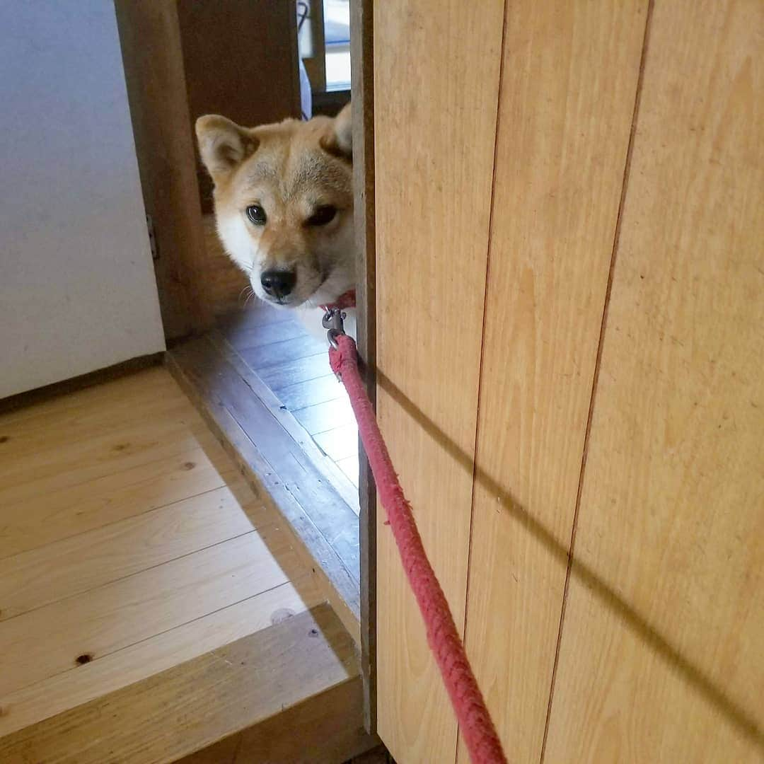 柴犬たま Shibainu Tamaさんのインスタグラム写真 - (柴犬たま Shibainu TamaInstagram)「家政婦のミたま👀 * Caption trans🇬🇧 Tama has seen👀 * #柴犬たま #たママ #家政婦は見た #ひょっこりはん #のぞき見 #カモメ眉 #カモメ眉毛 #両津勘吉 #柴犬 #shiba #shibainu #shibastagram #犬 #dog」10月16日 17時47分 - tama7653