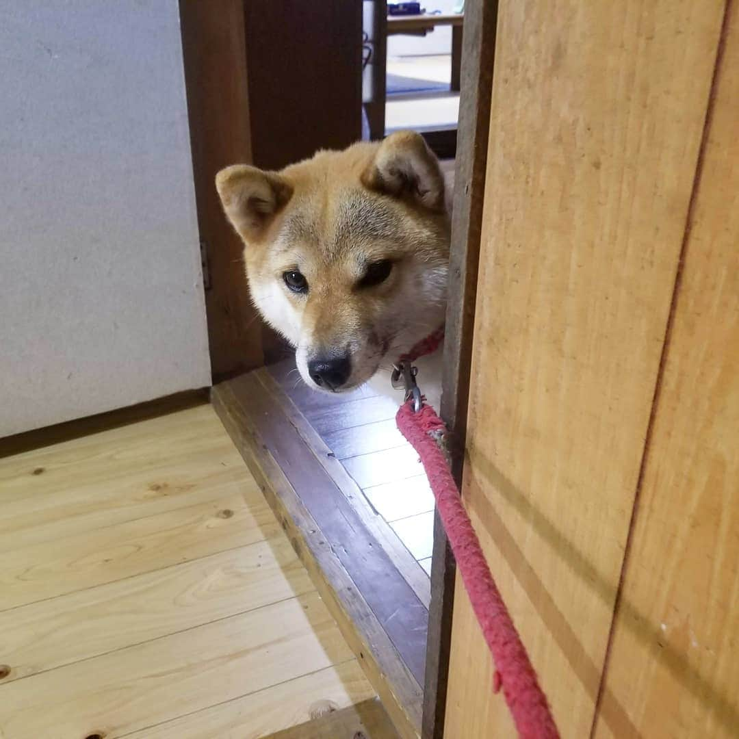 柴犬たま Shibainu Tamaさんのインスタグラム写真 - (柴犬たま Shibainu TamaInstagram)「家政婦のミたま👀 * Caption trans🇬🇧 Tama has seen👀 * #柴犬たま #たママ #家政婦は見た #ひょっこりはん #のぞき見 #カモメ眉 #カモメ眉毛 #両津勘吉 #柴犬 #shiba #shibainu #shibastagram #犬 #dog」10月16日 17時47分 - tama7653