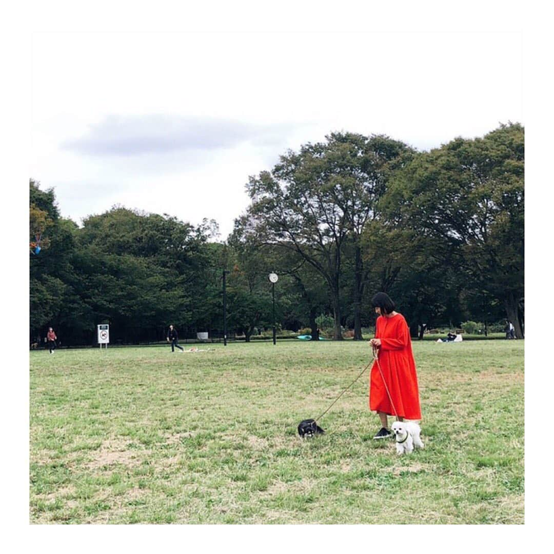 小野真弓さんのインスタグラム写真 - (小野真弓Instagram)「おさんぽ風景🐶🐶🙋‍♀️今日は一緒に、ハナちゃんハルくんもお仕事してきましたよ📸2枚目はかーさんの指示を聞いてるところ🤫✨ ふたり共お利口さん出来ました。ギャラはオヤツ増量サービス╰(*´︶`*)╯♡ #チワワ#ハナちゃん #チワマル#ハルくん #いぬすたぐらむ #いぬばか部 #chihuahua #maltese #mixdog#dogstagram #doglover #dogpark #撮影」10月16日 18時01分 - hanaharuaroi