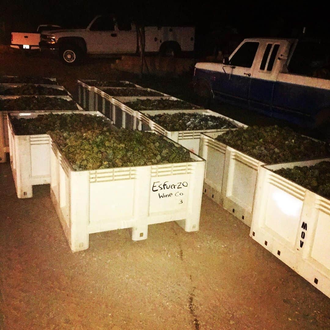 ダニー・マスターソンのインスタグラム：「Got Reisling? #harvest @esfuerzowines @fidiwinefarmer 20 bins this eve 40 mañana.」
