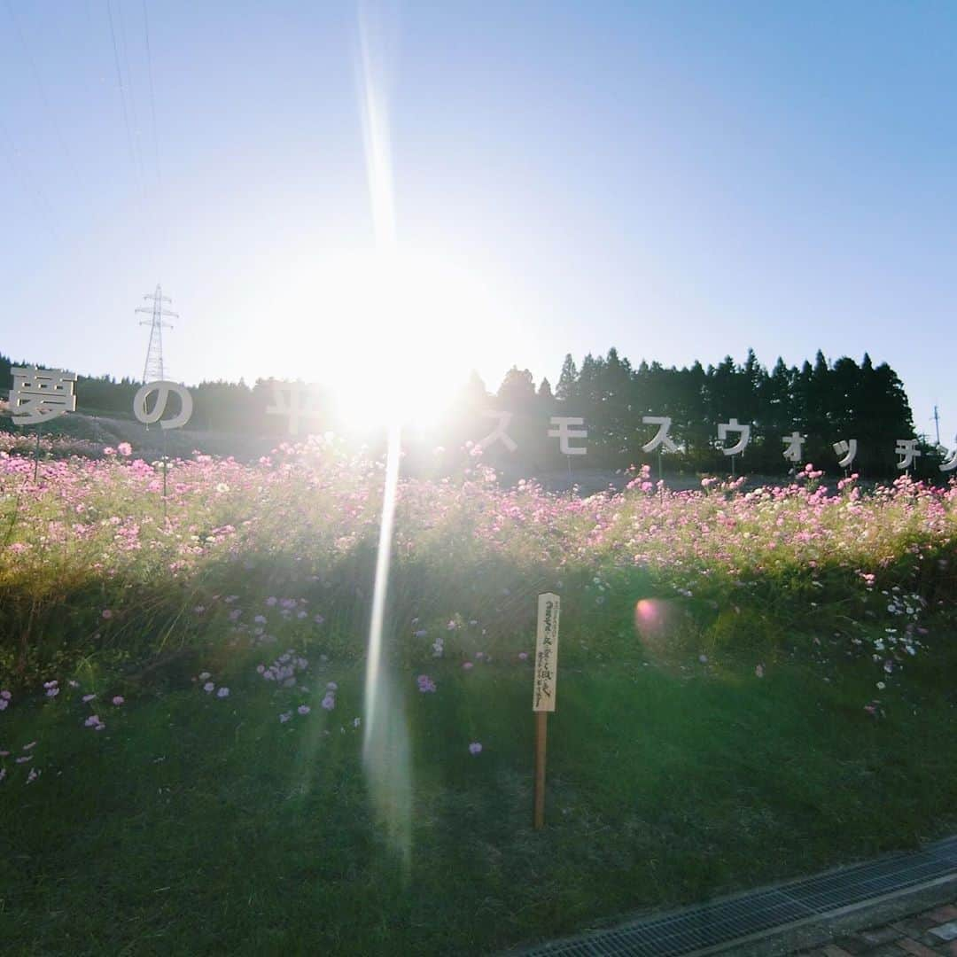 的場絢香さんのインスタグラム写真 - (的場絢香Instagram)「*﻿ ﻿ コスモス畑🌸🌸🌸﻿ ﻿ 富山県砺波市にある夢の平スキー場の﻿ ゲレンデに、100万本のコスモス！﻿ 一面ピンクでキレイだった〜❤︎﻿ ﻿ (夕陽眩しい…の顔☺︎)﻿ ﻿ ______________________________________________ #マトバ旅 #コスモス畑 #コスモス #富山 #砺波 #夢の平スキー場 #秋 #北陸 #花 #flowers」10月16日 19時17分 - ayaka_matoba