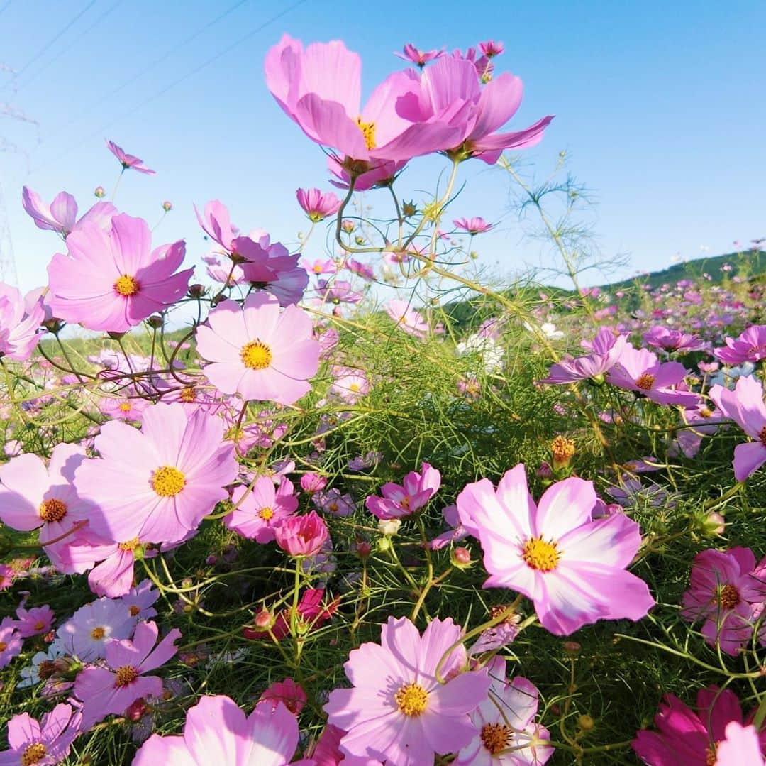 的場絢香さんのインスタグラム写真 - (的場絢香Instagram)「*﻿ ﻿ コスモス畑🌸🌸🌸﻿ ﻿ 富山県砺波市にある夢の平スキー場の﻿ ゲレンデに、100万本のコスモス！﻿ 一面ピンクでキレイだった〜❤︎﻿ ﻿ (夕陽眩しい…の顔☺︎)﻿ ﻿ ______________________________________________ #マトバ旅 #コスモス畑 #コスモス #富山 #砺波 #夢の平スキー場 #秋 #北陸 #花 #flowers」10月16日 19時17分 - ayaka_matoba