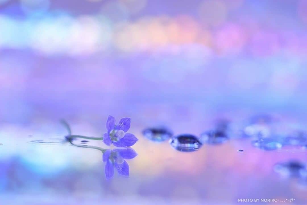 花の写真館のインスタグラム：「Photo by Noriko Sugimoto.⠀ https://www.facebook.com/noriko.sugimoto.921⠀ .⠀ Original Post[投稿頂いたURL]⠀ https://www.facebook.com/photo.php?fbid=1128871630633256⠀ .⠀ 本アカウントは、 #私の花の写真 をつけてInstagramに投稿された皆さまの花の写真や、「花の写真館」Facebookページで投稿された花の写真を紹介します。⠀ 「花の写真館」Facebookページは、「 @floral.photograph 」のプロフィールにあるURLからご覧ください。⠀ .⠀ #花の写真館 #floralphotograph #floralphoto #flower #flowers⠀ Follow: @floral.photograph」