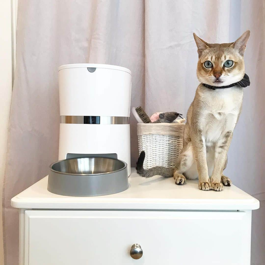 モルト♡Malt(Singapuracat)のインスタグラム：「シンプルでスタイリッシュなデザインに一目惚れ😻💘 * 自動給餌器を初めて導入してみたよ。 普段、モルちゃんの性格上何日もお留守番とかはさせられなくて、長くても早朝から深夜までなんだけど。 万一災害とか事故とかで当日中に帰れないということが起こった時のために、遠出する時は念の為自動給餌器をセットしようと思ったのです。 コンセントプラグと電池のどちらでも使えるから、うちは充電池にしようかな。 * これとペットカメラのPAWBOで甘えん坊モルちゃんのお留守番は任せた！！ あとはカメラもっと増やしたい。 * * @honeyguaridan_pets  #自動給餌器 #ペット給餌器 #PetFeeder」