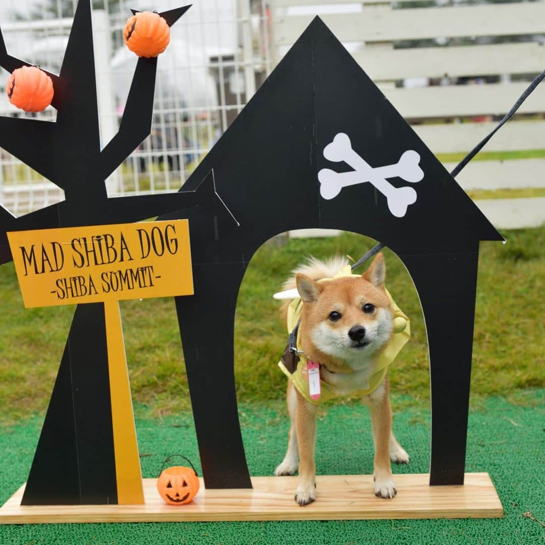 豆柴にこちゃんさんのインスタグラム写真 - (豆柴にこちゃんInstagram)「🐶🎃 ハロウィン特集。 納豆くれないとイタズラしちゃうぞ！ . ①②今年のハロウィン ③〜⑧去年のハロウィン ⑨おととしのハロウィン . でもなんだかんだ、 ⑩の仮装が最強。 ブルマを履いた豆柴！ . こういう犬用毛皮スーツ作って、 minneで売りたいw . 🐾友情出演 @lily0316am @mameshiba_potechi  @mamesuke_57 . てかおととしは、特に仮装してなくて カッパ着てるだけや。 . ⑥⑦はしょっちゅう載せてる好きな写真。 . #柴犬#豆柴#pecoいぬ部#犬#わんこ#犬#ここ柴部#shibainu#dog#mameshiba#pecotv#dog#いぬのきもち部#しばいぬ#しばけん#こいぬ#シバイヌ#いぬ#イヌ#赤柴#マメシバ#ペット#日本犬#子犬#puppy#doggo#pet#시바견#강아지#개」10月16日 20時27分 - nikochan.mame48