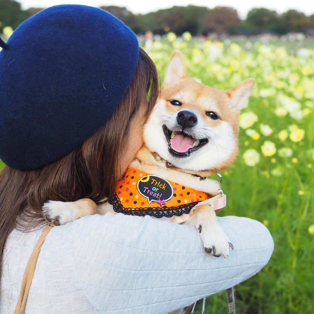 豆柴にこちゃんさんのインスタグラム写真 - (豆柴にこちゃんInstagram)「🐶🎃 ハロウィン特集。 納豆くれないとイタズラしちゃうぞ！ . ①②今年のハロウィン ③〜⑧去年のハロウィン ⑨おととしのハロウィン . でもなんだかんだ、 ⑩の仮装が最強。 ブルマを履いた豆柴！ . こういう犬用毛皮スーツ作って、 minneで売りたいw . 🐾友情出演 @lily0316am @mameshiba_potechi  @mamesuke_57 . てかおととしは、特に仮装してなくて カッパ着てるだけや。 . ⑥⑦はしょっちゅう載せてる好きな写真。 . #柴犬#豆柴#pecoいぬ部#犬#わんこ#犬#ここ柴部#shibainu#dog#mameshiba#pecotv#dog#いぬのきもち部#しばいぬ#しばけん#こいぬ#シバイヌ#いぬ#イヌ#赤柴#マメシバ#ペット#日本犬#子犬#puppy#doggo#pet#시바견#강아지#개」10月16日 20時27分 - nikochan.mame48