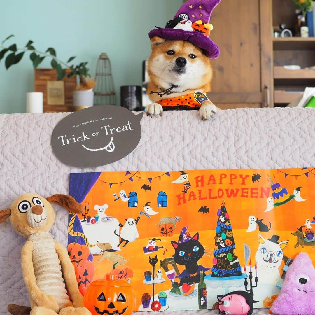 豆柴にこちゃんさんのインスタグラム写真 - (豆柴にこちゃんInstagram)「🐶🎃 ハロウィン特集。 納豆くれないとイタズラしちゃうぞ！ . ①②今年のハロウィン ③〜⑧去年のハロウィン ⑨おととしのハロウィン . でもなんだかんだ、 ⑩の仮装が最強。 ブルマを履いた豆柴！ . こういう犬用毛皮スーツ作って、 minneで売りたいw . 🐾友情出演 @lily0316am @mameshiba_potechi  @mamesuke_57 . てかおととしは、特に仮装してなくて カッパ着てるだけや。 . ⑥⑦はしょっちゅう載せてる好きな写真。 . #柴犬#豆柴#pecoいぬ部#犬#わんこ#犬#ここ柴部#shibainu#dog#mameshiba#pecotv#dog#いぬのきもち部#しばいぬ#しばけん#こいぬ#シバイヌ#いぬ#イヌ#赤柴#マメシバ#ペット#日本犬#子犬#puppy#doggo#pet#시바견#강아지#개」10月16日 20時27分 - nikochan.mame48