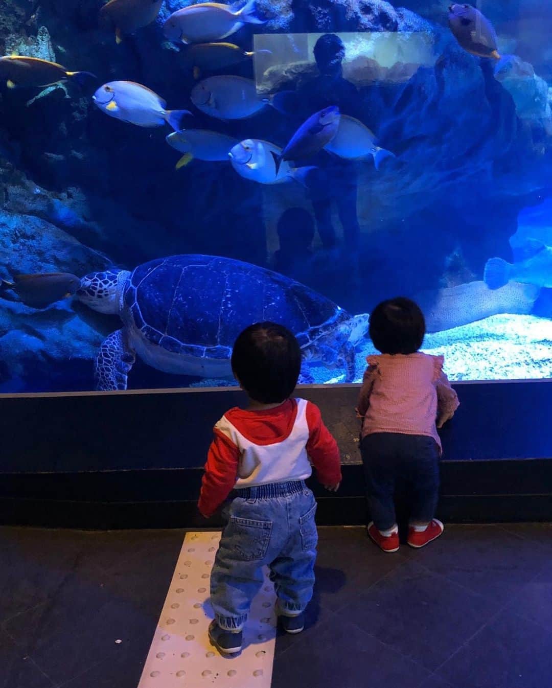 馬淵優佳さんのインスタグラム写真 - (馬淵優佳Instagram)「自分が幼い頃に行ってた水族館とは違って、キラキラチカチカしてました😂✨ もはや魚より演出の方が気になっちゃう笑 #水族館#イルカショー#品川#東京」10月16日 20時40分 - mabu0205