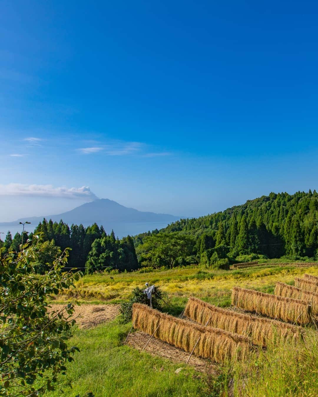 鹿児島よかもん再発見のインスタグラム：「姶良市加治木町にある小牧の棚田へ(^-^)/ 大河ドラマ 西郷どんのロケ地にもなった棚田  田んぼとその間にある小道、そして桜島が構図に入るの位置からの撮影がオールシーズン良いのですが、今回は掛け干しをアクセントに秋の季節感を大事にしてみました。※とはいってもお約束の構図も。。 日光や噴火&降灰のタイミングが難しい時期です。。 #鹿児島 #鹿児島観光 #小牧の棚田 #姶良市 #加治木町 #棚田 #桜島 #どんどん鹿児島 #japan #kagoshima #sakurajima  #鹿児島の風景」