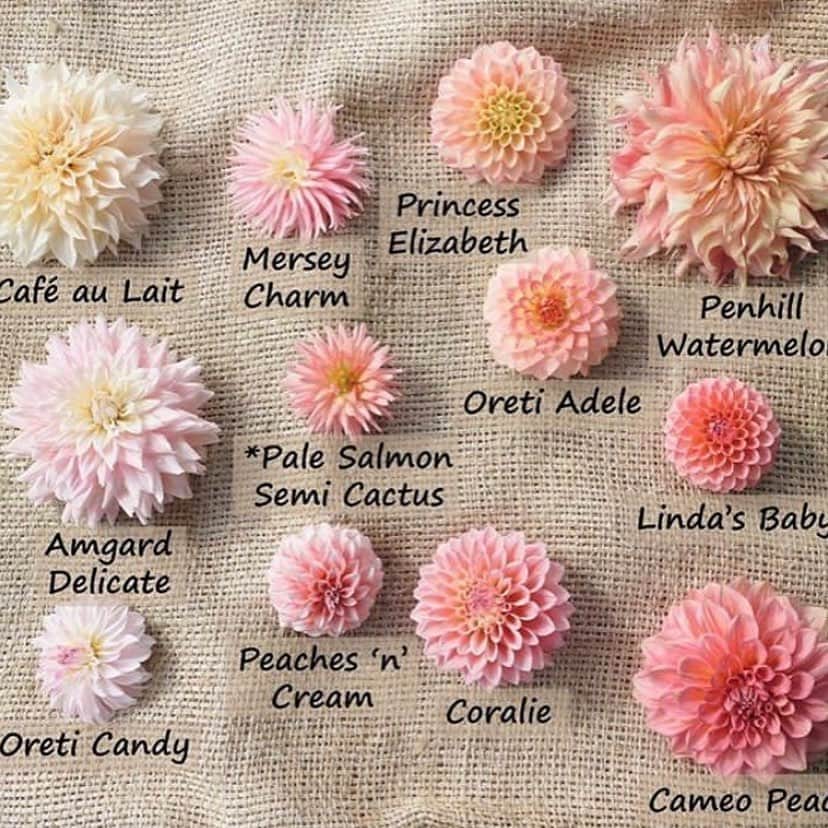 プレ花嫁の結婚式準備サイト Marry マリー さんのインスタグラム写真 プレ花嫁の結婚式準備サイト Marry マリー Instagram 勉強になる ダリア のお花の種類図鑑 ブーケや和装の髪飾り 装花にも使われるダリアには 色や形 大きさまで こんなに