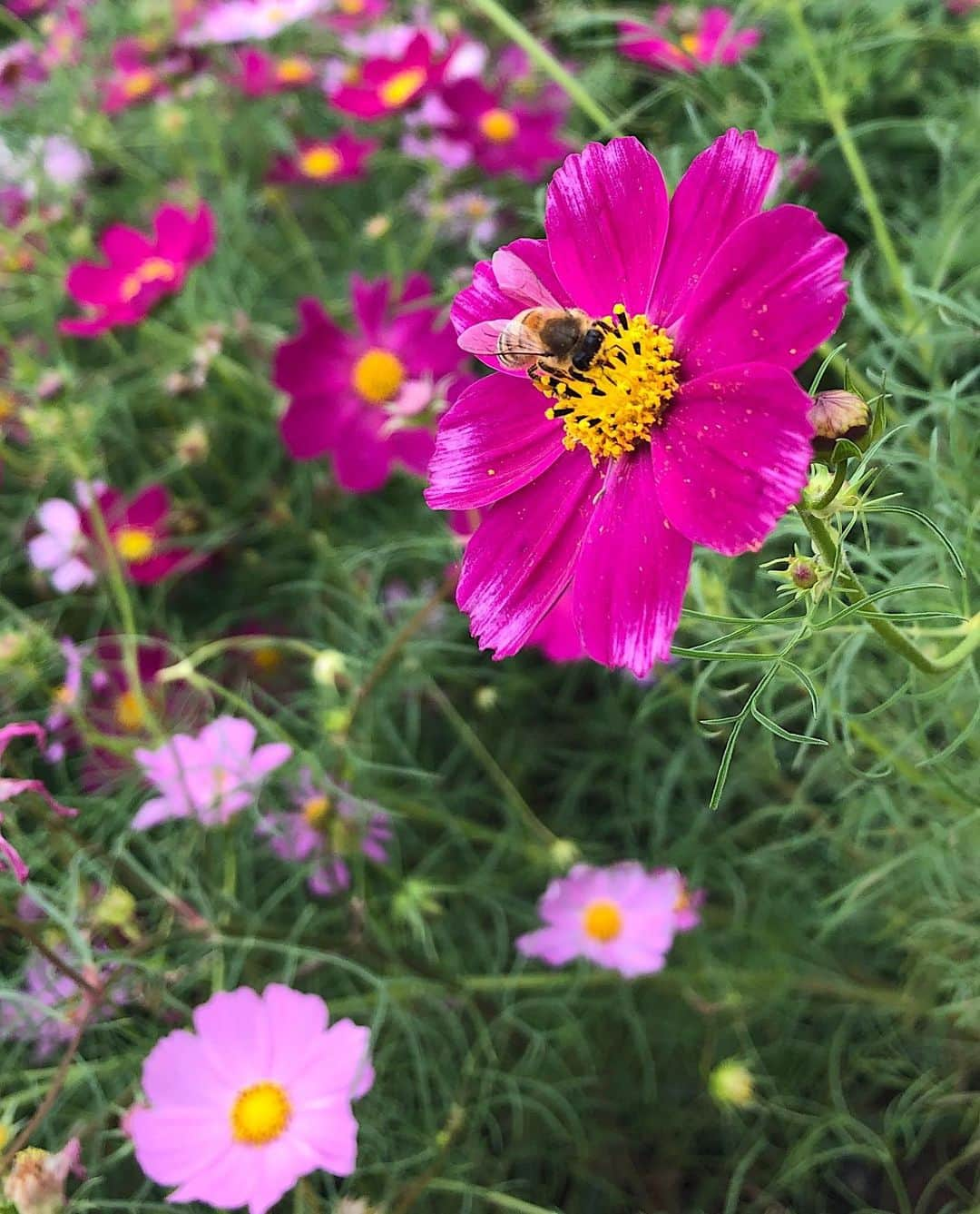 水谷望愛さんのインスタグラム写真 - (水谷望愛Instagram)「🐝 ❤️ ❤️ ❤️ 秋桜🌸🐝🐝🐝 蜂とか蜘蛛とか貝とか 眺めるの好き...笑 #cosmosflower」10月16日 21時18分 - noa0209_x_x_