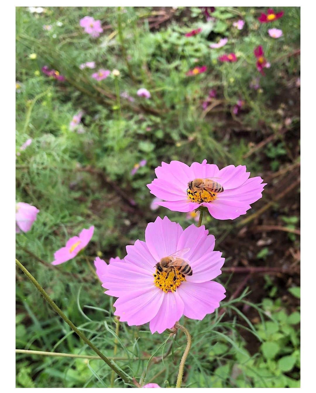 のインスタグラム：「🐝 ❤️ ❤️ ❤️ 秋桜🌸🐝🐝🐝 蜂とか蜘蛛とか貝とか 眺めるの好き...笑 #cosmosflower」