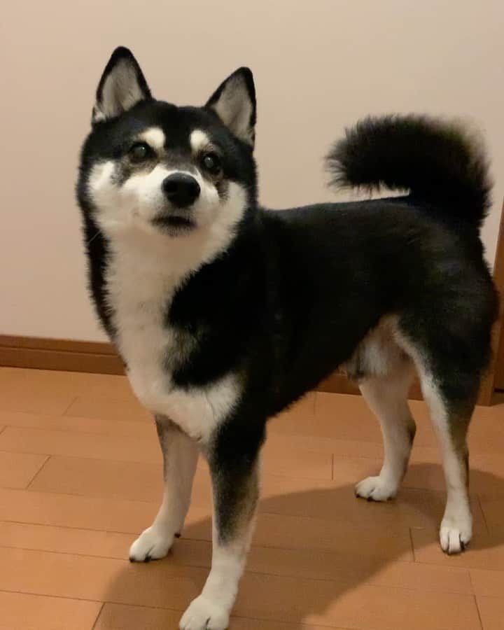 のインスタグラム：「豆のお出迎え➰ #歓迎の儀 #お出迎え犬 #しっぽふりふり #しっぽふりふり犬 #kuroshiba #blackshiba #shibainu #shibastagram #instadog #dogstagram #柴犬 #黒柴 #癒し犬 #いぬら部 #ふわもこ部 #柴犬部 #モフモフ生命体 #柴犬のいる暮らし #わんこのいる暮らし #わんこのいる生活 #わんこと一緒 #わんダ動 #わんだふるjapan」