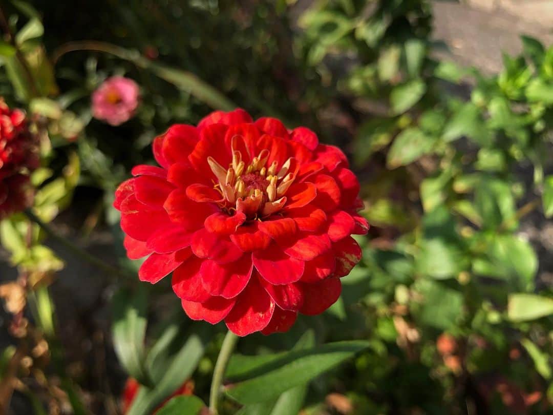 島津咲苗さんのインスタグラム写真 - (島津咲苗Instagram)「スーパーに行った帰り道で見つけました🌼普段は淡い色の花が好きですが、今日は真っ赤な花が1番に目に飛び込んできました🤓綺麗だな〜。 #百日草 #ジニア」10月16日 22時03分 - sanae_shimazu