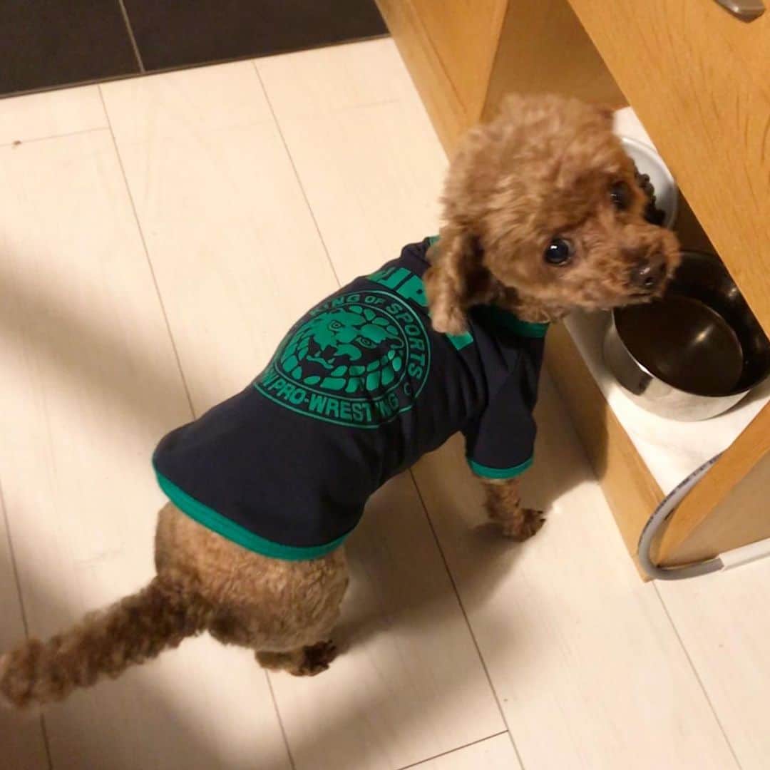 棚橋弘至さんのインスタグラム写真 - (棚橋弘至Instagram)「ハナ。着替え。 #dogwear ネイビー×グリーン #toypoodle #njpw #njpw_shop」10月16日 22時16分 - hiroshi_tanahashi