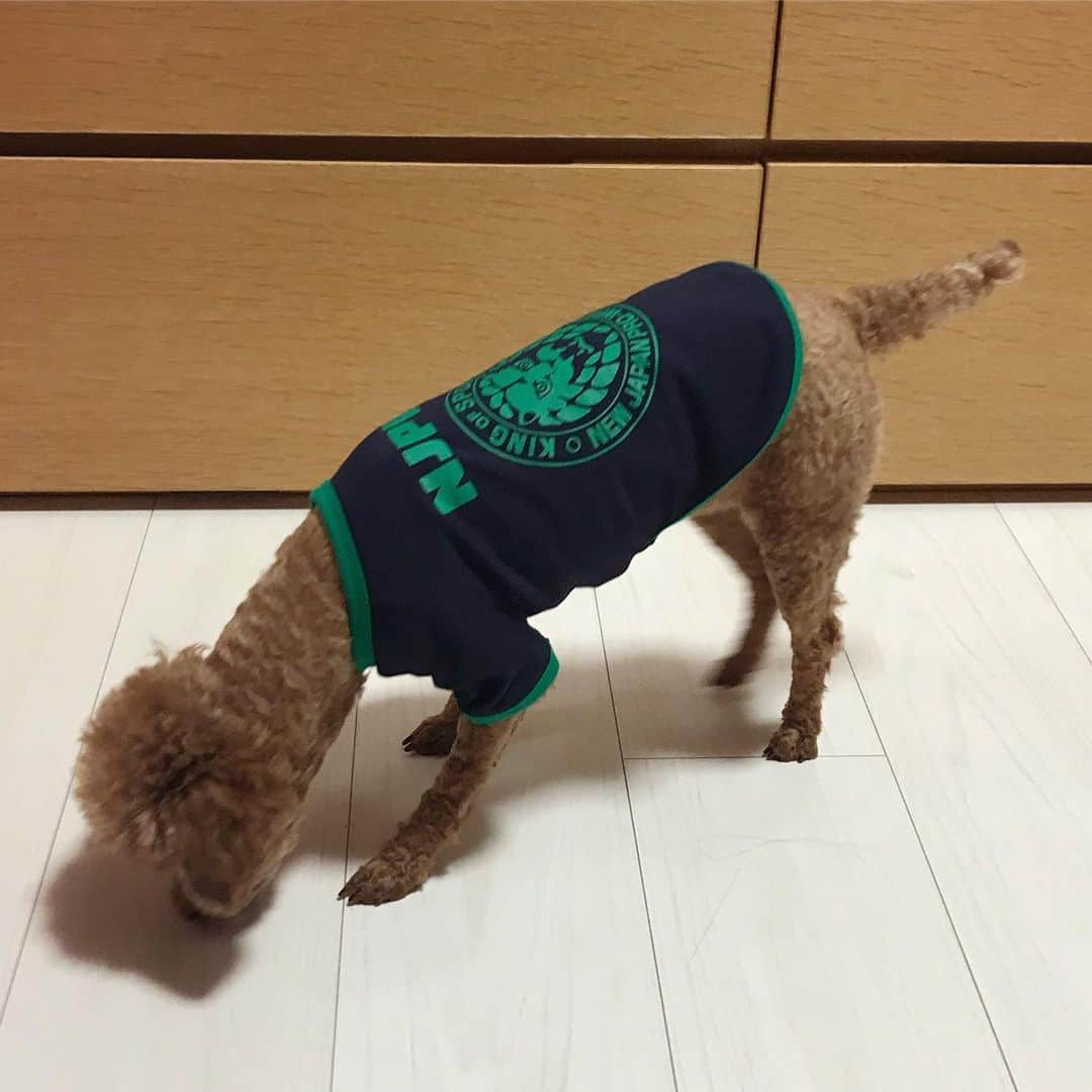 棚橋弘至さんのインスタグラム写真 - (棚橋弘至Instagram)「ハナ。着替え。 #dogwear ネイビー×グリーン #toypoodle #njpw #njpw_shop」10月16日 22時16分 - hiroshi_tanahashi