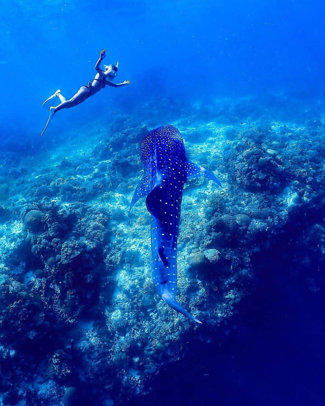 maakoさんのインスタグラム写真 - (maakoInstagram)「Surprise🤯🙌🏾💘💘💘💘 #whaleshark #ジンベイザメ ジンベイザメが急にこっちきて ビクッ∑(ﾟДﾟ)なってるとこ😳笑 ・ 会えたらいいねってみんなと 話してたらまさかのまさかの 会えたああああ😭💙 珊瑚に魚に本当に綺麗なポイントで １時間以上同じポイントでしつこく← シュノーケルしてて そろそろもう上がろうか〜⛴って 船に戻ってたら 「ジンベイザメーーーーー‼️‼️」叫び声🤯🤯🤯💕 全員で猛フィンダッシュ🏃‍♂️して #500mは泳いでたね笑🧜🏽‍♀️ 優雅にリーフ沿いを泳いでくるジンベイザメ💫 もう、、、感動😭😭😭💙 ジンベイが出るポイントって言われてなかった分 サプライズ過ぎて心臓バクバク💘🤯 今回の　#マコ旅 で初めてシュノーケルする子も居てて 初シュノーケルでジンベイさん会えるなんて羨ましいすぎるーー🤯笑💘 #わたしは何百回海に行ってやっと会えたジンベイザメやのに🙂 みんなほんまに持ちすぎ💫👏🏾🔥🔥🔥 またみんなと一緒に夢を叶えれたぁあ💫 嬉じいいいいぃいぃ🧡 海でみんなで喜びのハイタッチして🙌🏾🙌🏾🙌🏾 最高の時間！！ありがとうーー🧡‼️ 旅ってステキだあああああ‼️‼️‼️🔥🔥🔥🔥 #マコ旅　#マコ旅ボホール ・ Snorkeling gear🤿 #gulldiving#gull_diving#GULL Diving Shop⛴  @bluecoral_bohol_diveshop Tour with @divermag 🐠📘 📸@xxkaede_jajaxx」10月16日 22時43分 - maakomind