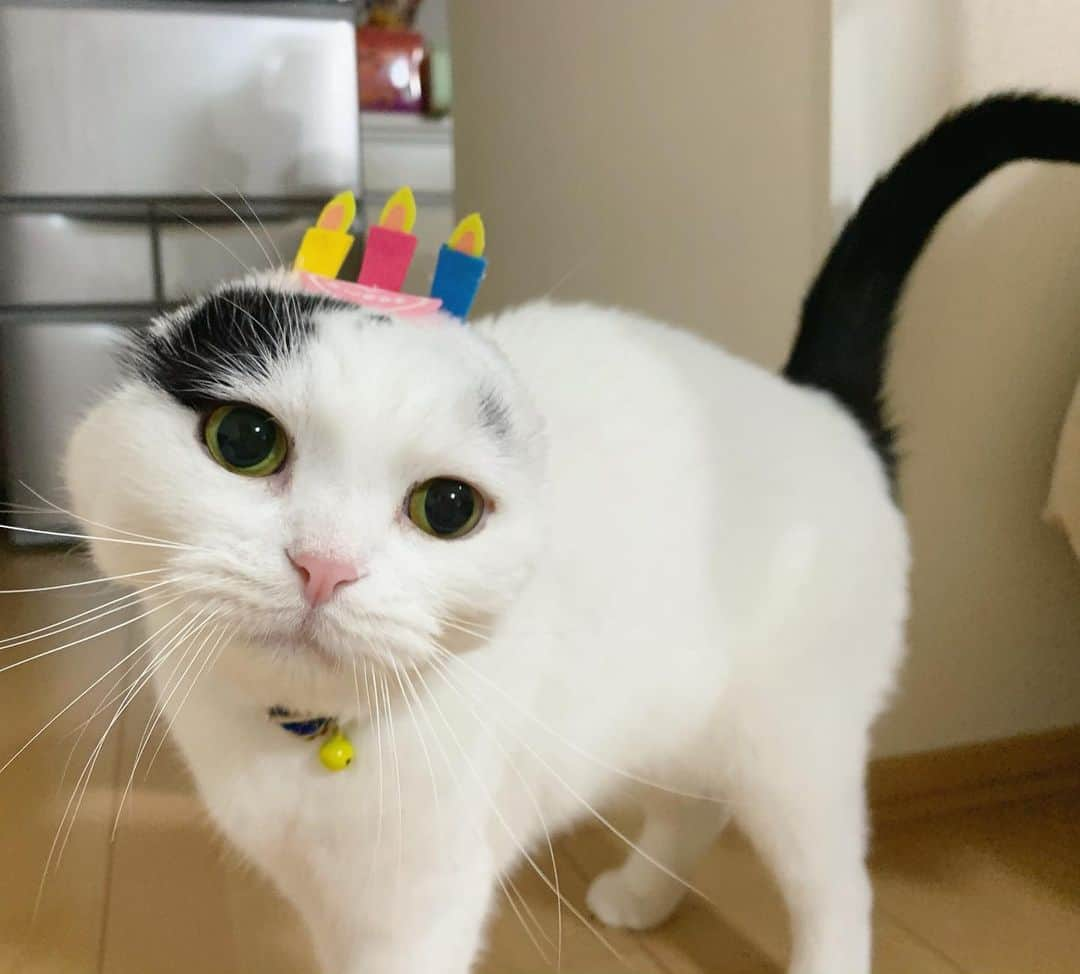 マロニーのインスタグラム：「マロニー、5歳のお誕生日です🎂🎉🎊👏😻 歳を重ねるごとに、甘えん坊さんになるマロさん😋 わざわざ母と父の間の狭いところで寝たり、おもちゃ入れの横に座って熱い視線を送ってきたり、名前を呼んだら走って来たり、相変わらず可愛いですなぁ🥳笑 マロニー＜　5歳ってクレヨンしんちゃんと同い年だ！とっても嬉しい！🌟これからもみんなよろしくね！😸 #birthday #happybirthday  #マシュマロマロニー　#猫　#ねこ　#ネコ　#cat #scottishfold #マロニー　#スコティッシュフォールド　#モフモフ　#マロニーとはるさめ　#お誕生日　#おたんじょうび　#5歳　#誕生日　#バースデー」