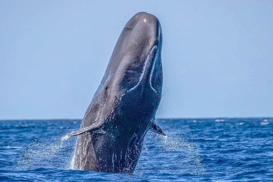 ナショナルジオグラフィックさんのインスタグラム写真 - (ナショナルジオグラフィックInstagram)「Photo by Paul Nicklen @paulnicklen | A sperm whale soars skyward off the coast of the Dominica. I had never seen a sperm whale breach like this before. Compared to orcas or humpback whales, sperm whales aren't as well known for this kind of aerobatic display, but here you can see that they are capable of great agility. They are the largest toothed predators in the world with the largest brains, and their skeletons are designed to handle the immense pressure of their deep ocean dives. A flexible cartilage connects the spine to the ribs, which means the rib cage collapses under heavy pressure instead of snapping. These whales were historically hunted for their oil and spermaceti, a mixture of fat and waxes found in their heads. Spermaceti was used to make candles and cosmetics, among other things. The outlaw of most whaling worldwide has granted these whales some protection, but they are still considered vulnerable and endangered, and there is more that we can do for them. Follow me @PaulNicklen to learn more about the role the sperm whale plays in its ocean environment, as well as how you can make a difference to their survival with @SeaLegacy and me. #ExtinctionEndsHere #Whale #Biology #Funfacts」10月16日 23時37分 - natgeo