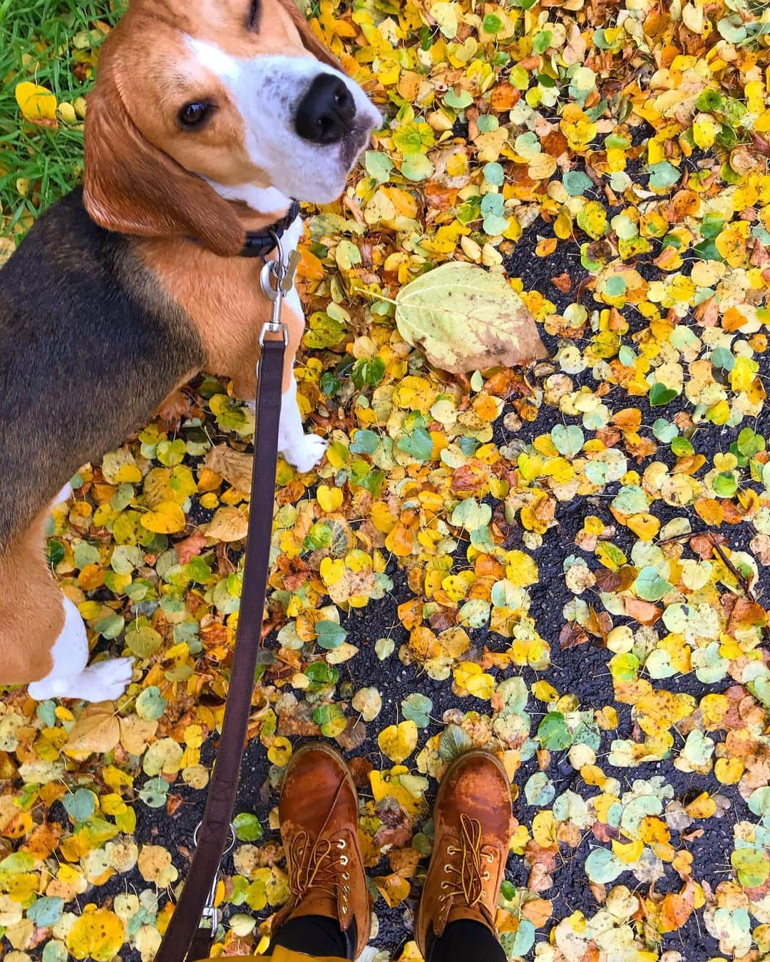 ミリアム・ツィーグラーさんのインスタグラム写真 - (ミリアム・ツィーグラーInstagram)「When he‘s winking at me like that, I know everything is gonna be okay ❤️🍂🐶 #lifeisbetterwithadog」10月16日 23時51分 - miriam_ziegler