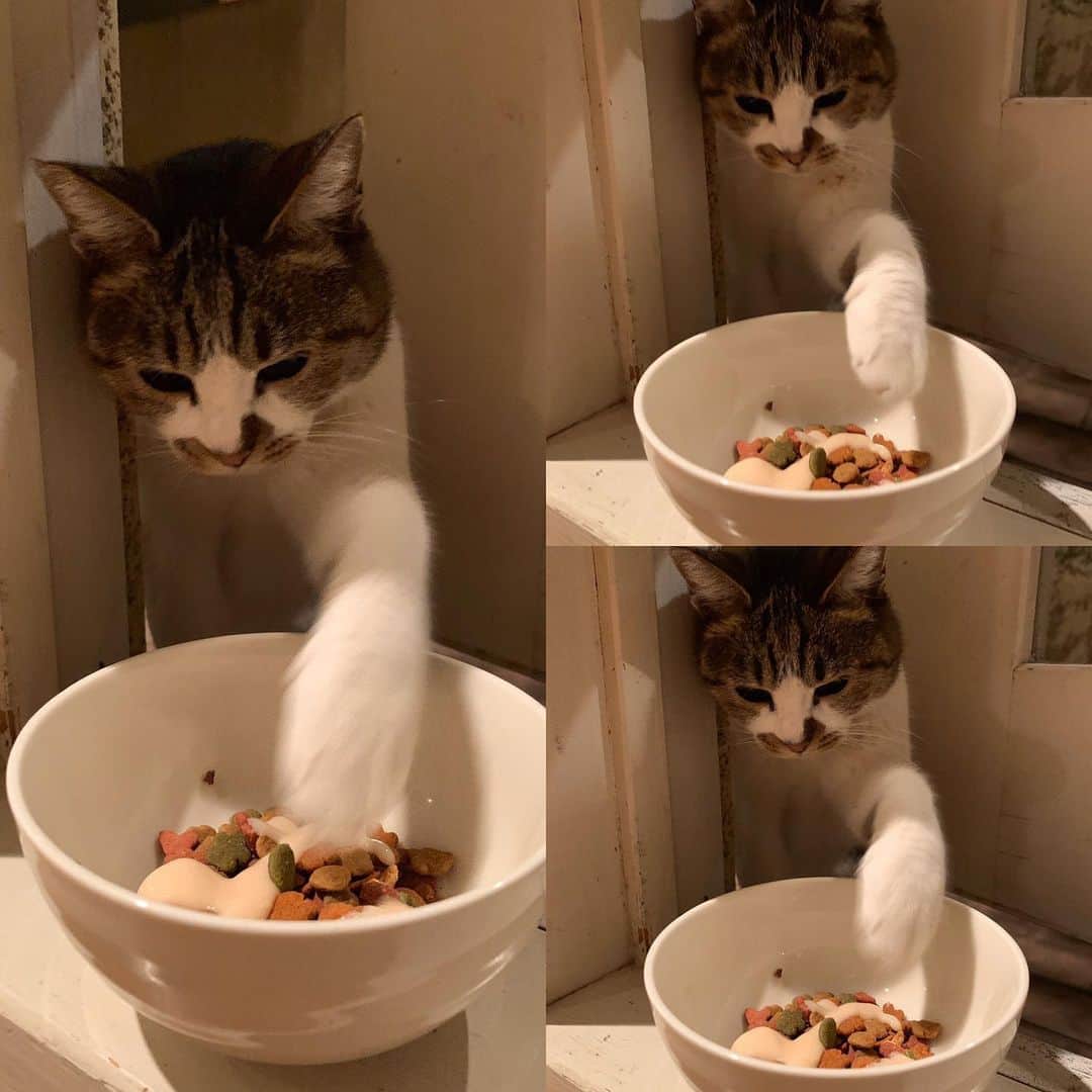 江口寿史のインスタグラム：「（そお〜っ）ドロボウ猫」