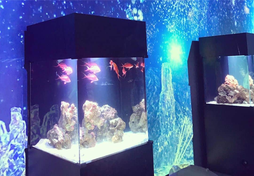 鈴丘めみさんのインスタグラム写真 - (鈴丘めみInstagram)「🐠💕 #Aquarium #fish #shinagawa #mystery」10月17日 0時43分 - memi1027xoxo