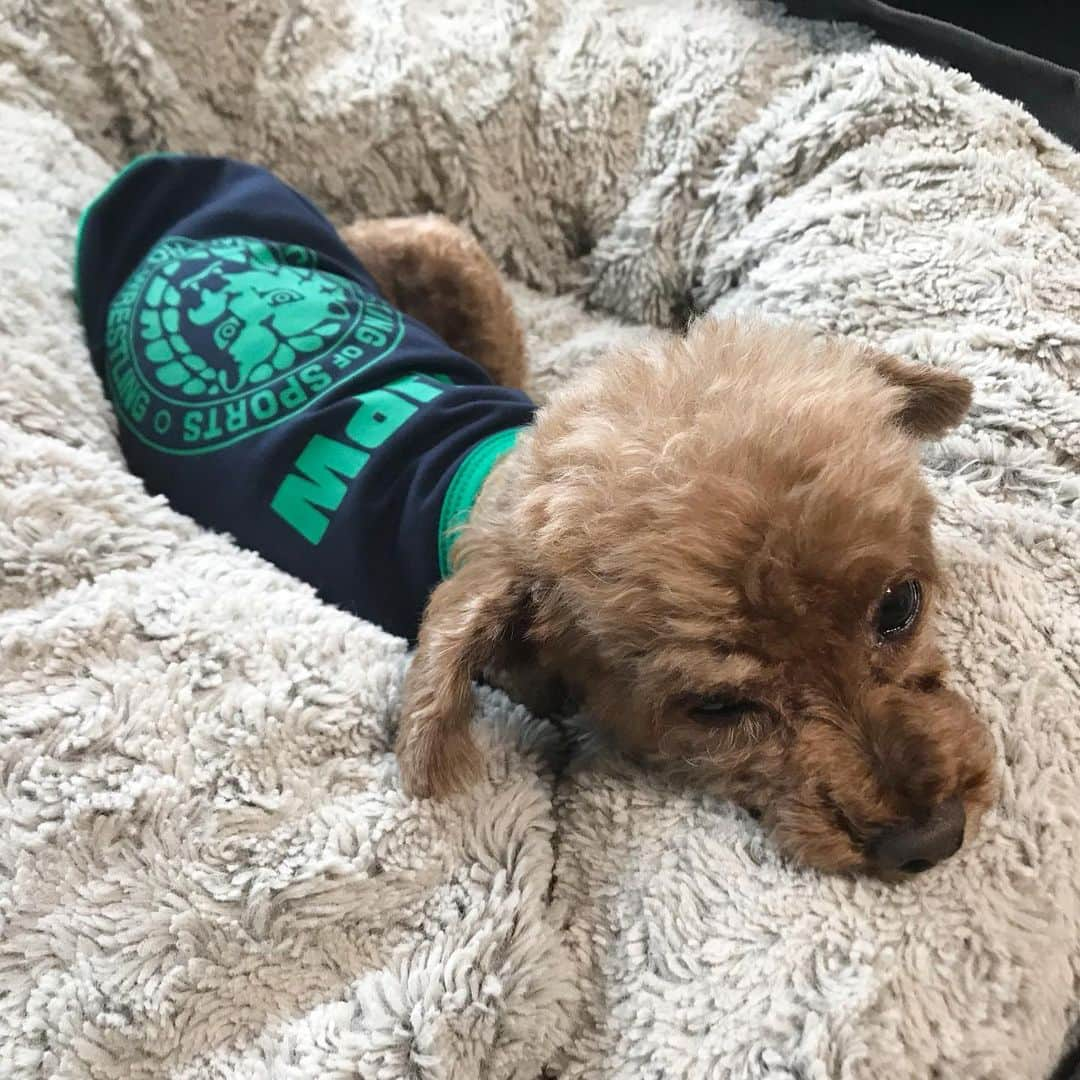 棚橋弘至さんのインスタグラム写真 - (棚橋弘至Instagram)「今朝のナーハー。 #toypoodle #dogwear #njpw」10月17日 11時01分 - hiroshi_tanahashi