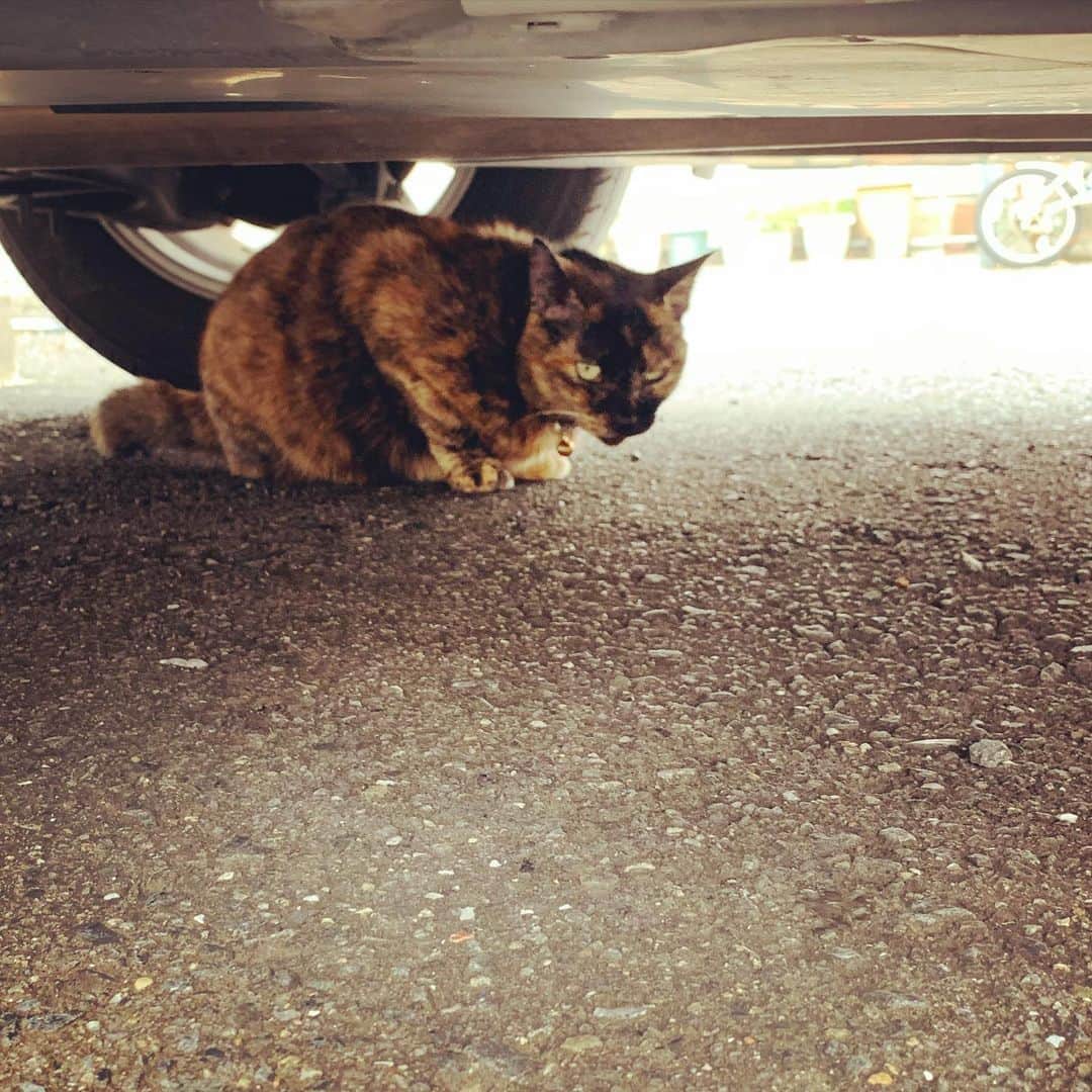宙也さんのインスタグラム写真 - (宙也Instagram)「錆び猫チビちゃん。」10月17日 11時12分 - chuya_aquarius