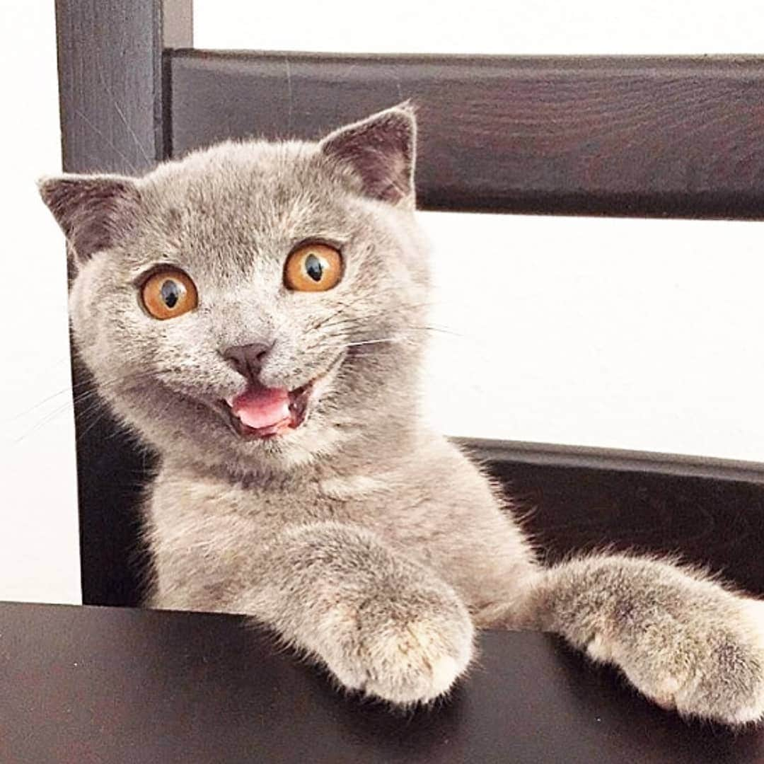 CatStockerさんのインスタグラム写真 - (CatStockerInstagram)「Hello! #catstocker is here!  Follow our FURRriend @tute.ninu  Scroll right for more pictures 👉 . . . . . #cat #neko #mačka #chat #kočka #котка #kotek #kot #кіт #mače #кошка #кот #katze #gato #gatto #kissa #kattunge #猫 #고양이 #貓 #kedi #köttur #kissanpentu #חתול #кішка #kedicik #кошеня #gattino #子猫」10月17日 2時48分 - catstocker